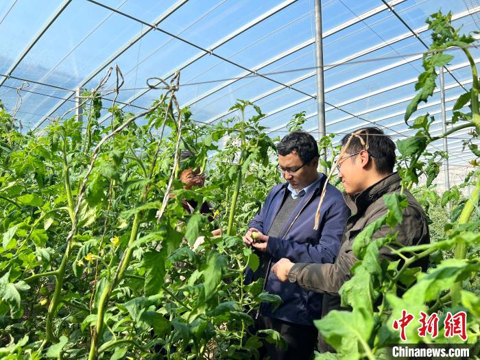 圖為農業專家對合作社蔬菜種植進行技術指導。(資料圖) 山東省農科院 供圖