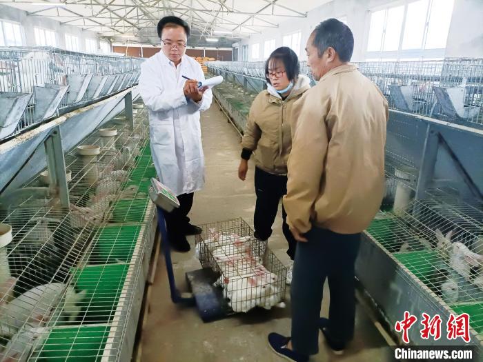 圖為畜牧獸醫所專家進行養殖試驗。(資料圖) 山東省農科院 供圖