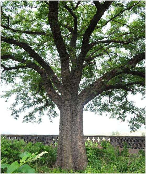 日照三級古樹名木：230年黃連木枝密葉繁