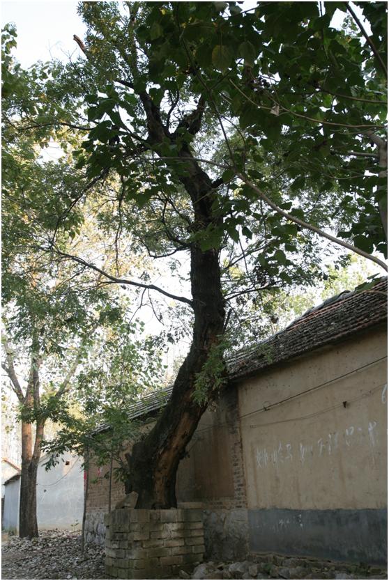 照三級古樹名木：150年國槐蒼勁挺拔