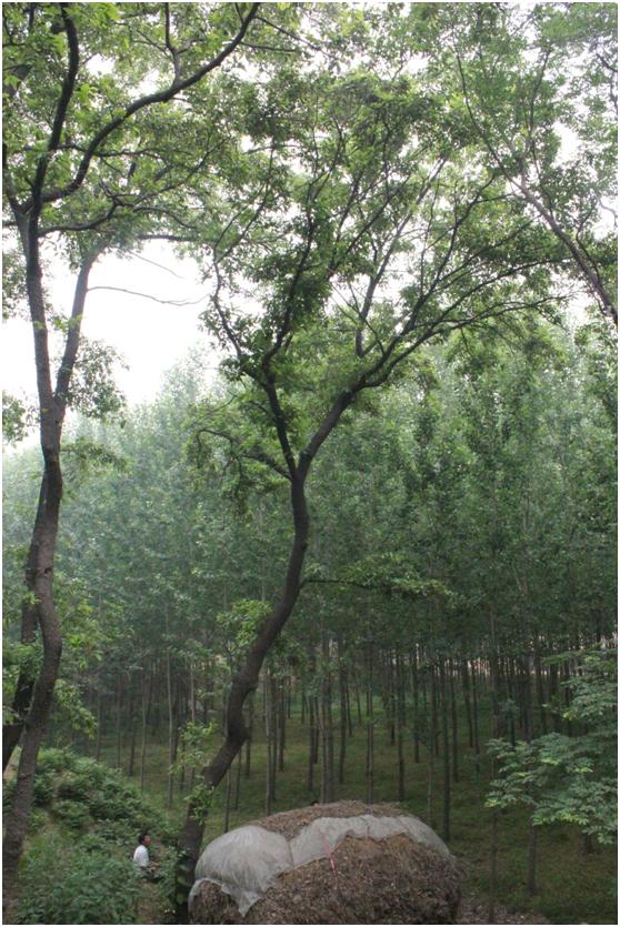日照三級古樹名木：落葉喬木200年麻櫟樹